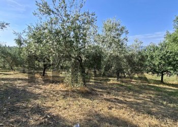 Giardino - Terreno agricolo via nazionale poggio bagnoli
snc, Laterina Pergine Valdarno - foto 4