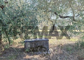 Giardino - Terreno agricolo via nazionale poggio bagnoli
snc, Laterina Pergine Valdarno - foto 5