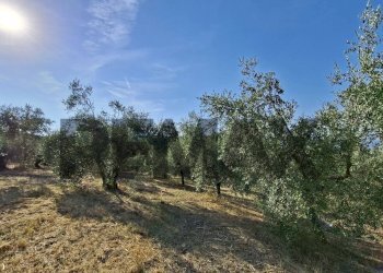 Giardino - Terreno agricolo via nazionale poggio bagnoli
snc, Laterina Pergine Valdarno - foto 12