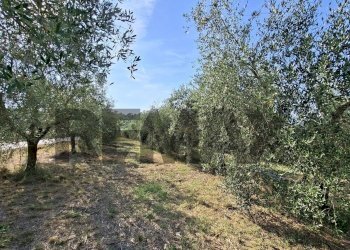 Giardino - Terreno agricolo via nazionale poggio bagnoli
snc, Laterina Pergine Valdarno - foto 13
