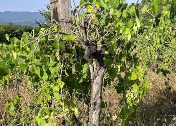 Edificio all\'aperto - Terreno agricolo via nazionale poggio bagnoli
snc, Laterina Pergine Valdarno - foto 14