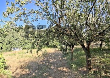 Giardino - Terreno agricolo via nazionale poggio bagnoli
snc, Laterina Pergine Valdarno - foto 17
