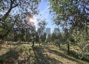 Giardino - Terreno agricolo via nazionale poggio bagnoli
snc, Laterina Pergine Valdarno - foto 18