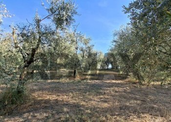 Giardino - Terreno agricolo via nazionale poggio bagnoli
snc, Laterina Pergine Valdarno - foto 20