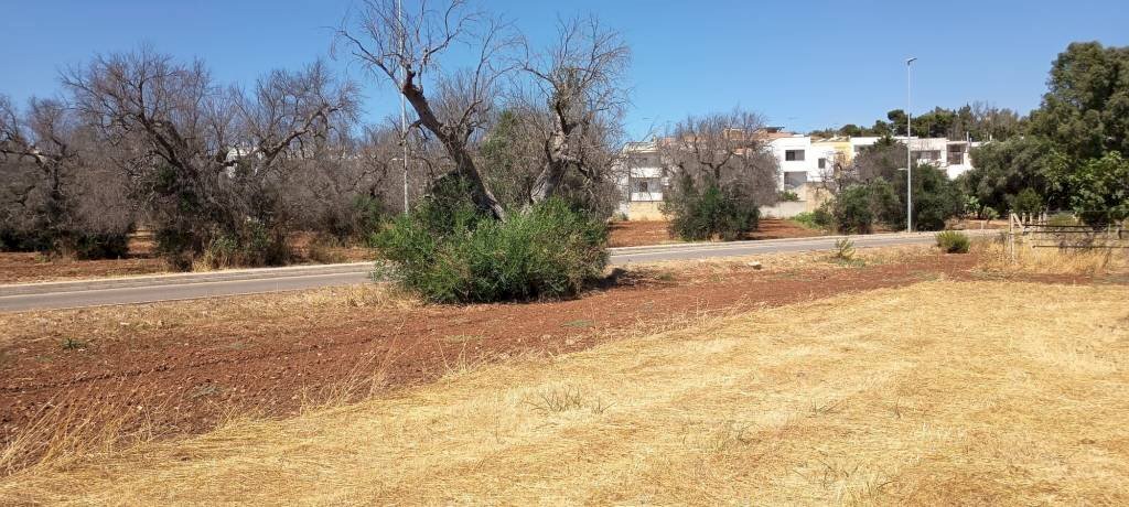 Terreno - Terreno agricolo via Roma, Sannicola - foto 1