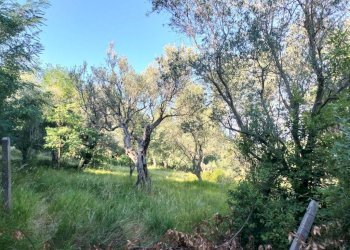 Terreno - Rustico via Tufi, Maiolati Spontini - foto 20