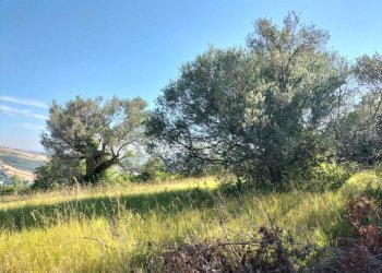 Terreno - Rustico via Tufi, Maiolati Spontini - foto 22