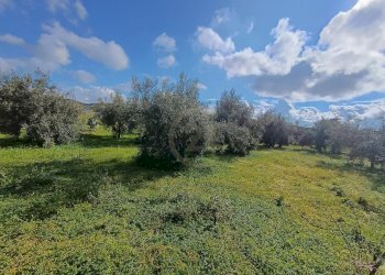 pianta ulivo - Terreno agricolo GRV6+27 Paternò, Città metropolitana di Catania, Paternò - foto 12