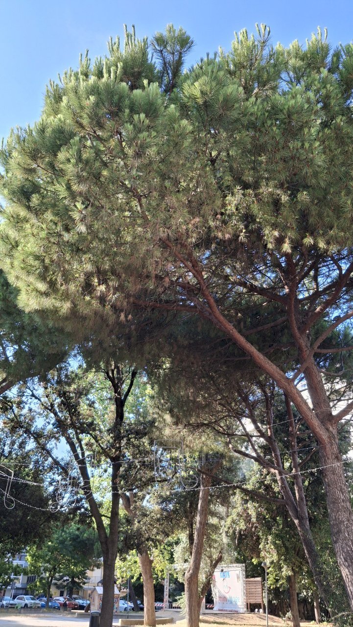 Parco - Commercial Premises Viale Rapallo, Rimini - photo 2