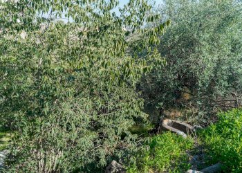 Giardino - Building land Via Della Campana
 
snc, Misterbianco - photo 7