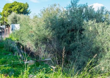Giardino - Building land Via Della Campana
 
snc, Misterbianco - photo 12