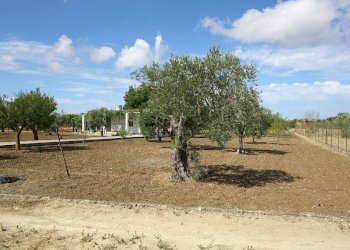 Terreno - Warehouse SP223, Gallipoli - photo 5