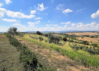 Foto 8 - Villa Zona Colle di Lupo, Magliano in Toscana - foto 8