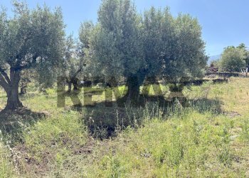Giardino - Agricultural land contrada tartaraci
snc, Bronte - photo 16