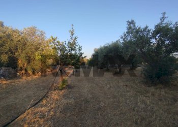 Giardino - Terreno agricolo contrada cavasecca
 
senza numero, Noto - foto 23