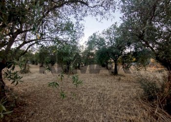 Giardino - Terreno agricolo contrada cavasecca
 
senza numero, Noto - foto 33