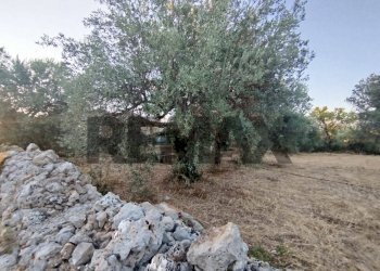 Giardino - Terreno agricolo contrada cavasecca
 
senza numero, Noto - foto 36