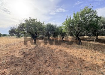 Giardino - Terreno agricolo Contrada Comuni
SNC, Comiso - foto 2