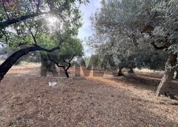 Giardino - Terreno agricolo Contrada Comuni
SNC, Comiso - foto 4