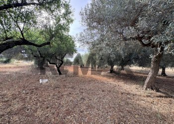 Giardino - Terreno agricolo Contrada Comuni
SNC, Comiso - foto 5