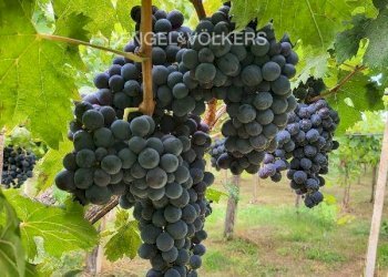 Foto 4 - Farm contrada feudo, Rosciano - photo 4