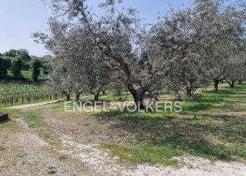 Foto 5 - Farm contrada feudo, Rosciano - photo 5