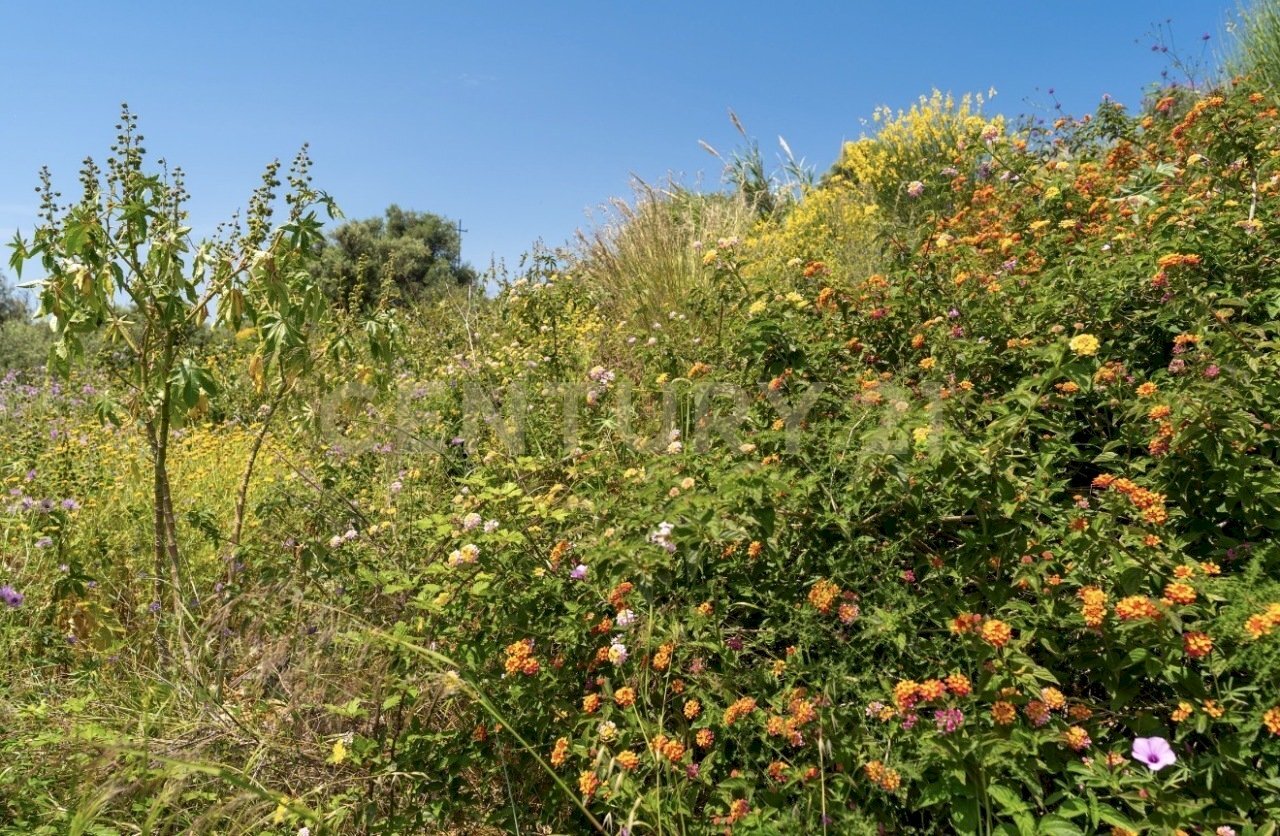 IMG_9729 - Agricultural land Via Giuseppe De Felice, Catania - photo 3