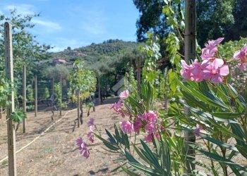 Agricultural land Str. Poggio Radino, Sanremo - photo 14