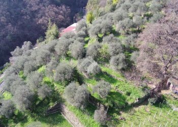 Agricultural land Str. Poggio Radino, Sanremo - photo 36