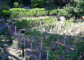 Agricultural land Str. Poggio Radino, Sanremo - photo 23