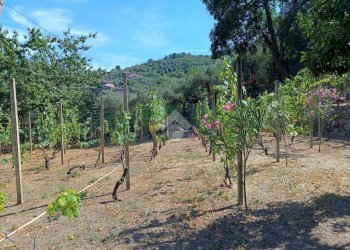 Agricultural land Str. Poggio Radino, Sanremo - photo 16