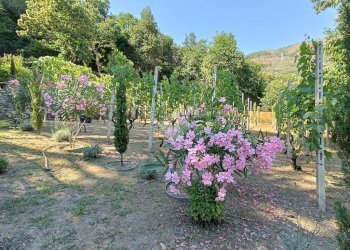 Agricultural land Str. Poggio Radino, Sanremo - photo 21