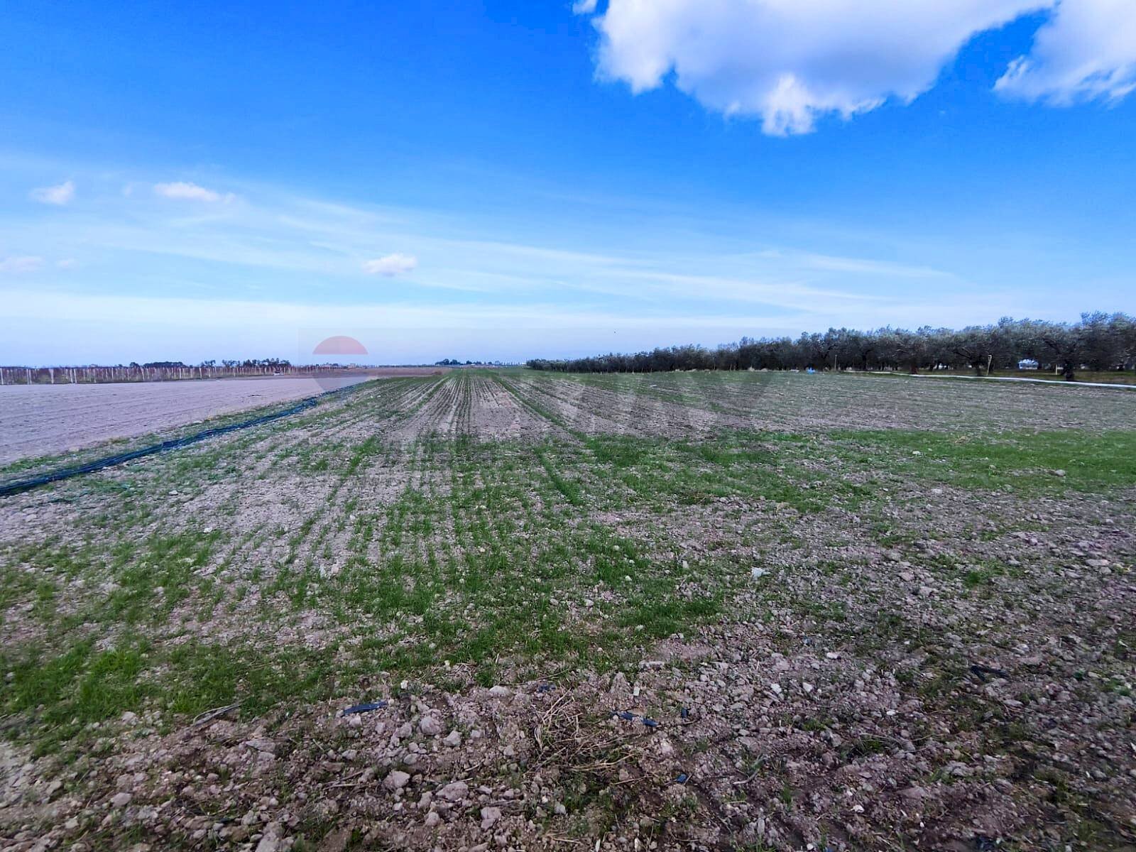terreno - Agricultural land Strada Provinciale 105
 
snc, Foggia - photo 3