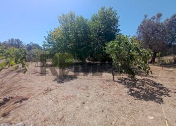 Giardino - Villa Contrada Pupo
 
snc, San Vito dei Normanni - photo 28