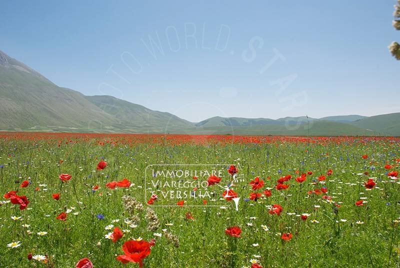 Foto 1 - Agricultural land via della Migliarina, Viareggio - photo 1
