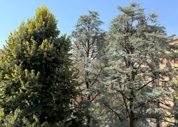 Trilocale Via Giovanni Antonio Sacco, Bologna (zona San Donato) - foto 12