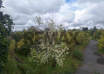 Giardino - Villa via Aldo Moro
 
snc, Aci Sant'Antonio - photo 10