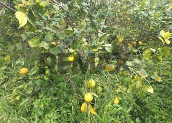 Dettagli - Villa via Aldo Moro
 
snc, Aci Sant'Antonio - photo 12