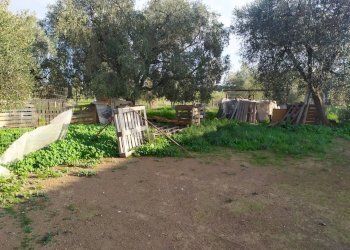 Giardino - Casa indipendente Via Apriliana
 
58/A, Aprilia - foto 16