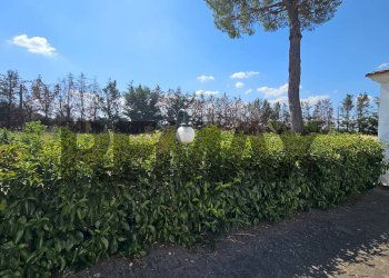 Giardino - Villa Contrada Cruste
 
snc, Lucera - photo 40