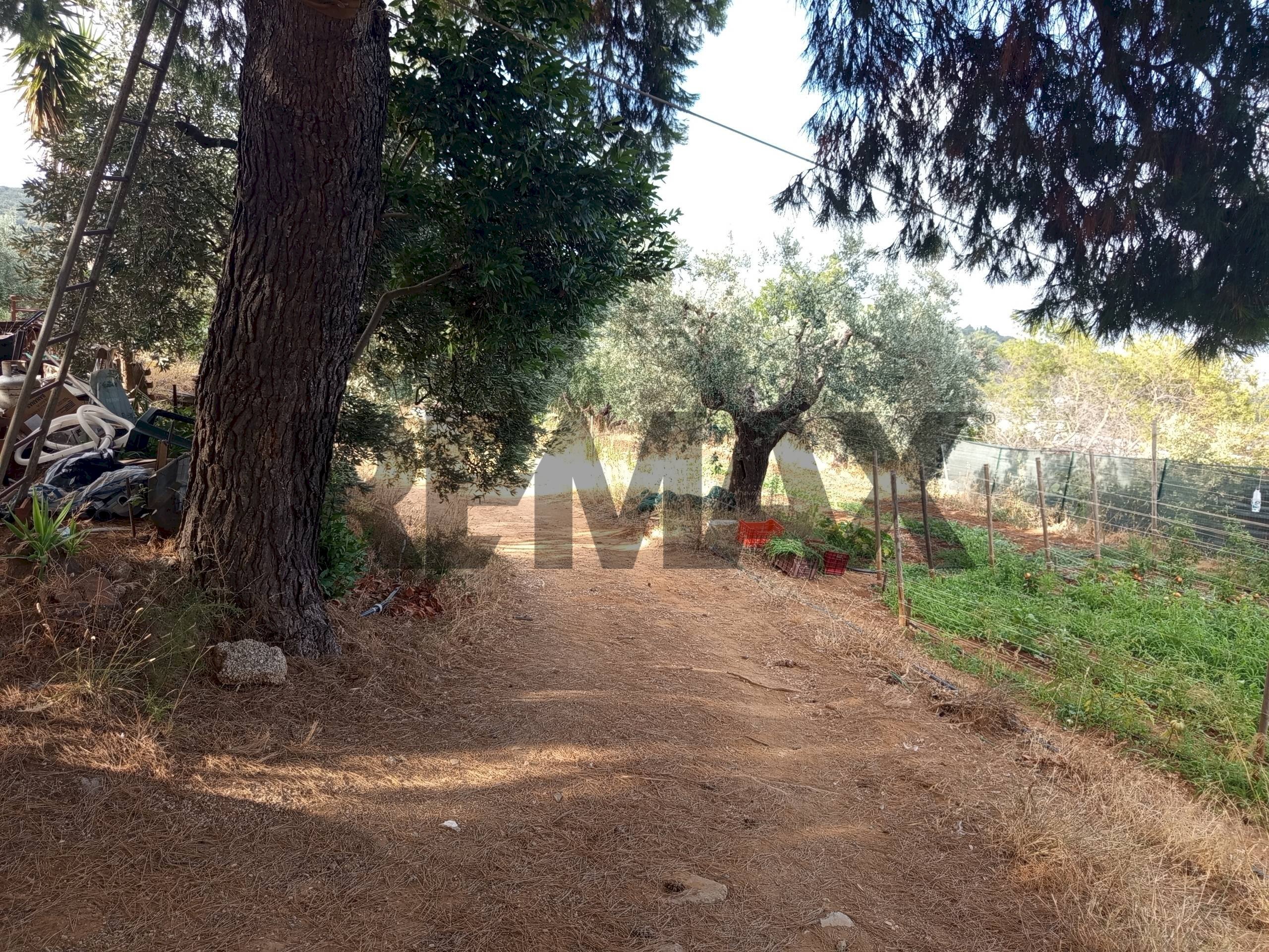 Giardino - Terreno agricolo Localita Montecaselli
1, Piombino - foto 3