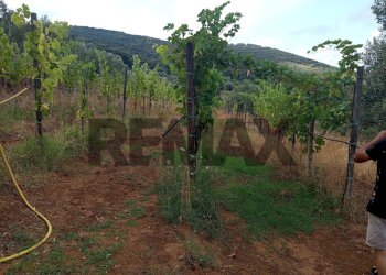Vista delle montagne - Terreno agricolo Localita Montecaselli
1, Piombino - foto 1