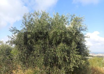 Non correlato - Terreno agricolo Localita Montecaselli
1, Piombino - foto 7