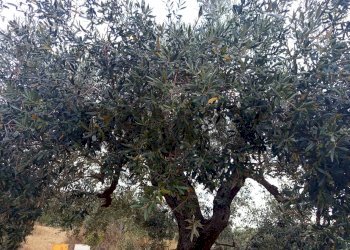 Edificio all\'aperto - Terreno agricolo Localita Montecaselli
1, Piombino - foto 12