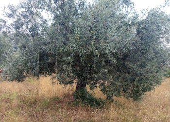 Non correlato - Terreno agricolo Localita Montecaselli
1, Piombino - foto 13