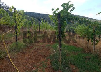 Vista delle montagne - Terreno agricolo Localita Montecaselli
1, Piombino - foto 14