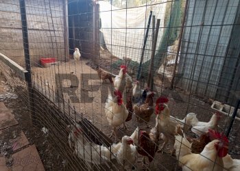 Bagno - Terreno agricolo Localita Montecaselli
1, Piombino - foto 18