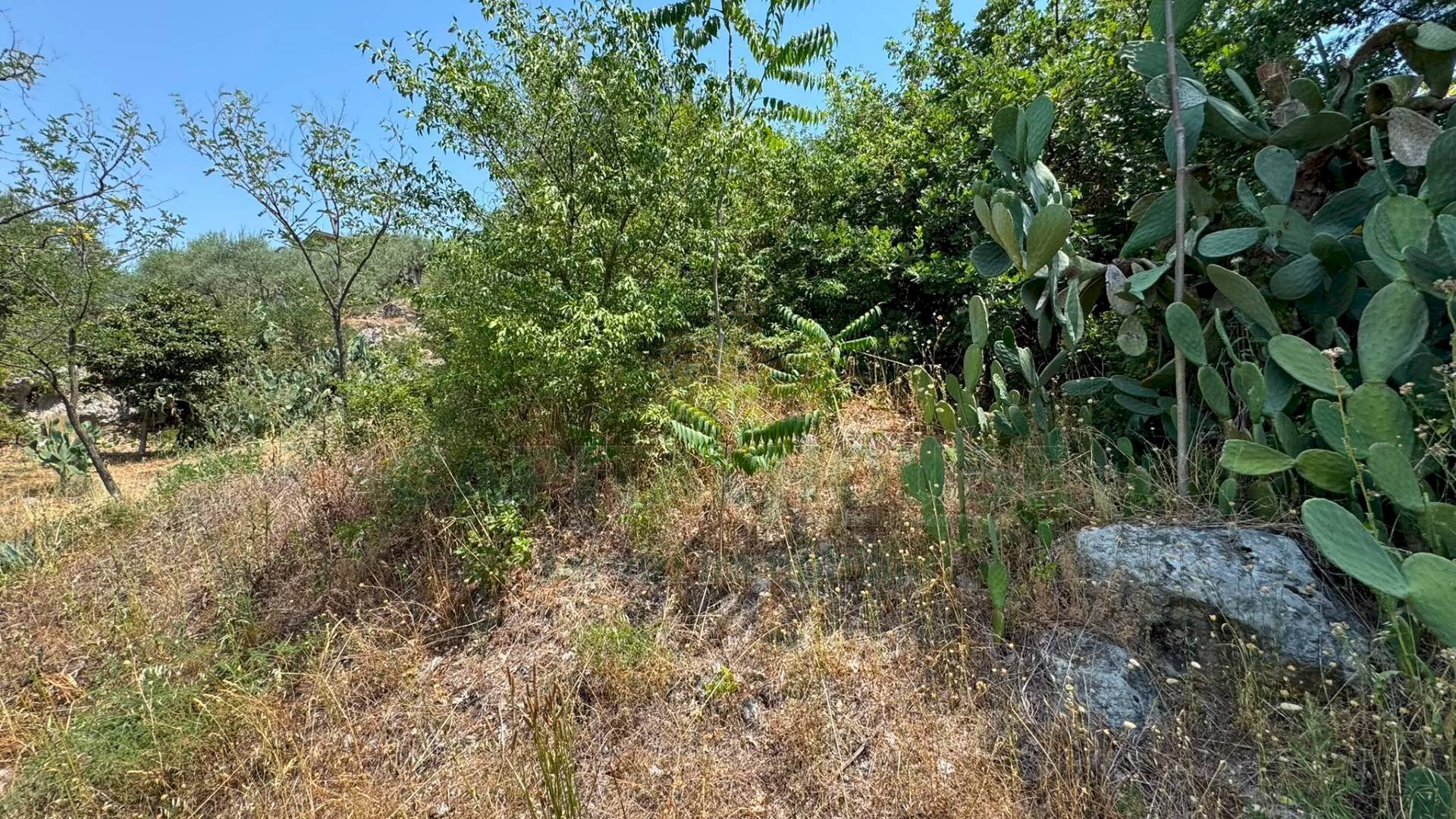 Foto 3 - Terreno agricolo mugnano del cardinale, Mugnano del Cardinale - foto 3