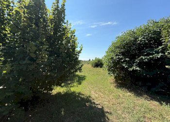 Foto 4 - Agricultural land Via Perosa
54, Godega di Sant'Urbano - photo 4