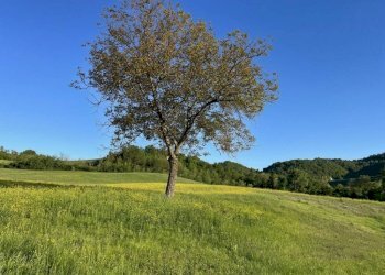 Terreno - Rustic via Pontecchio, Sasso Marconi - photo 6